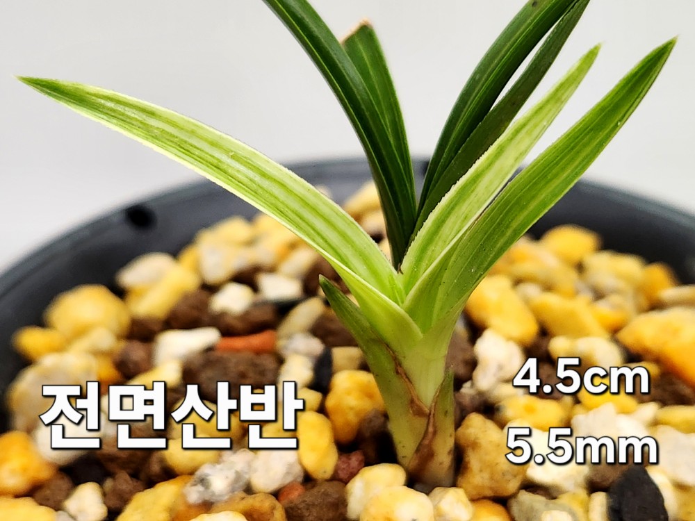 ☆ 전면산반 ☆