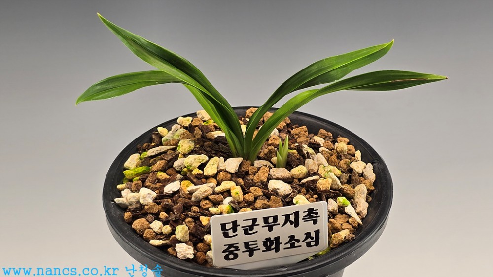 단군무지촉