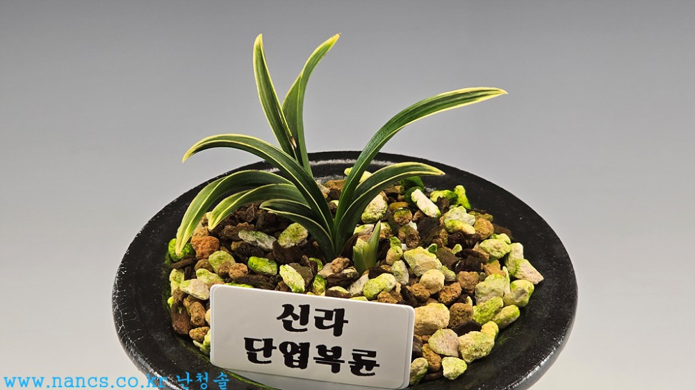 신라
