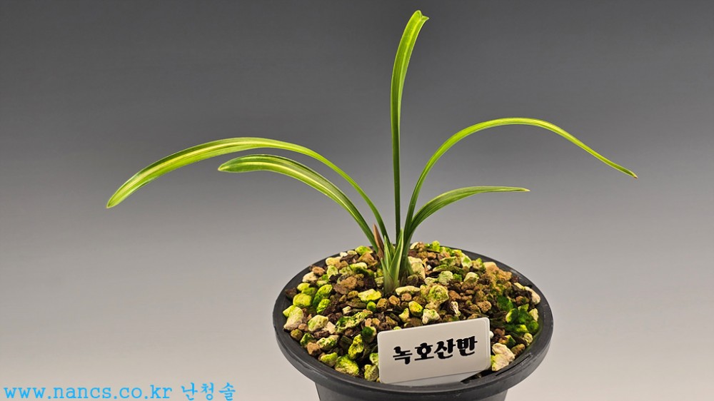 녹호산반