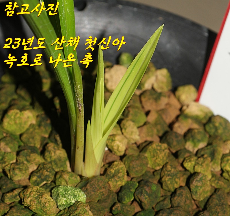 작년 산채품 녹호