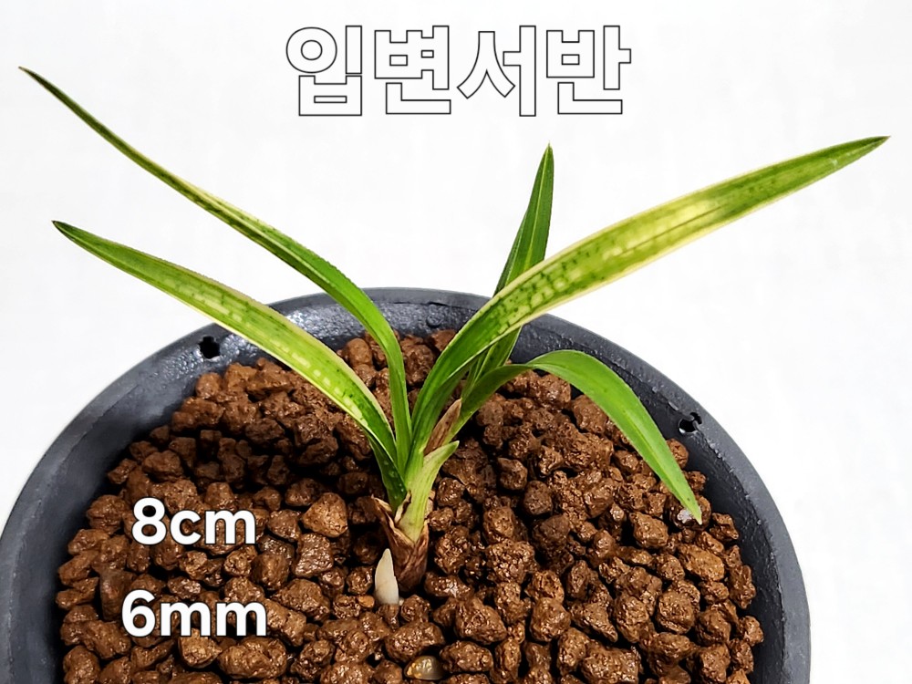 ☆ 입변서반 ☆