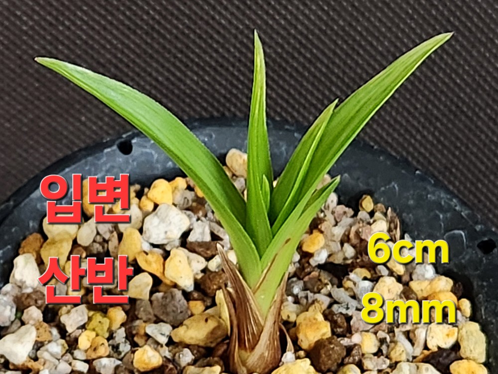 ♧ 입변산반♧