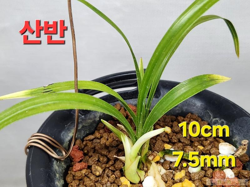 ♧ 산채 생강근 산반 ?