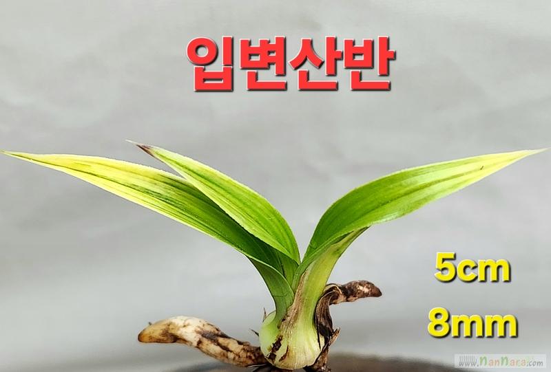 ♧ 입변산반 ♧