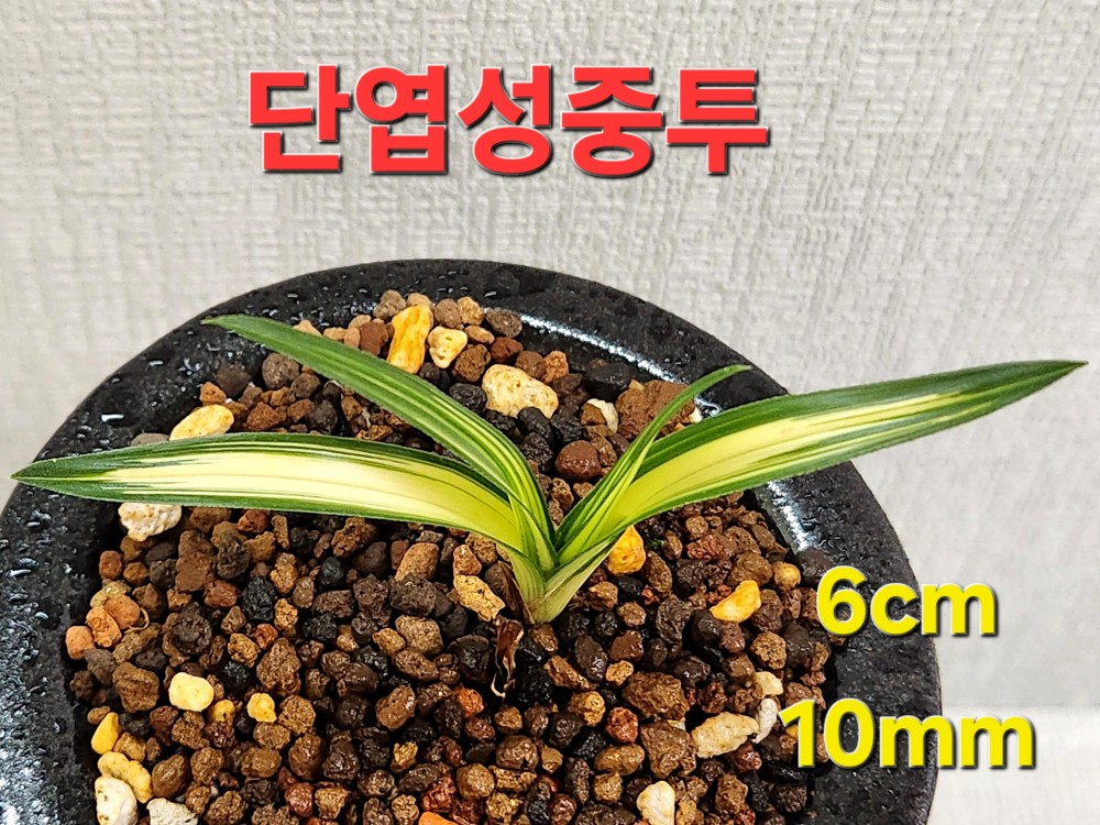 ♧ 단엽성중투호♧