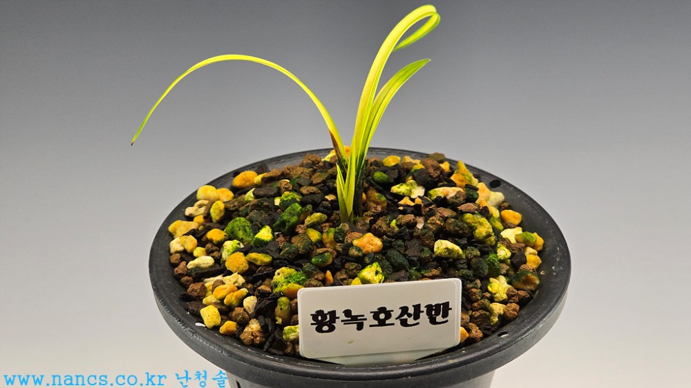 황녹호산반