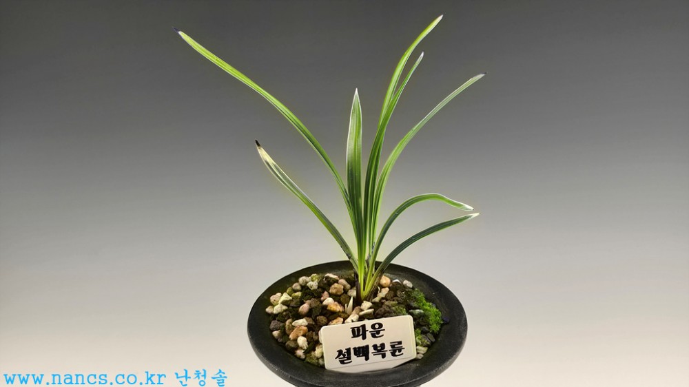 파운