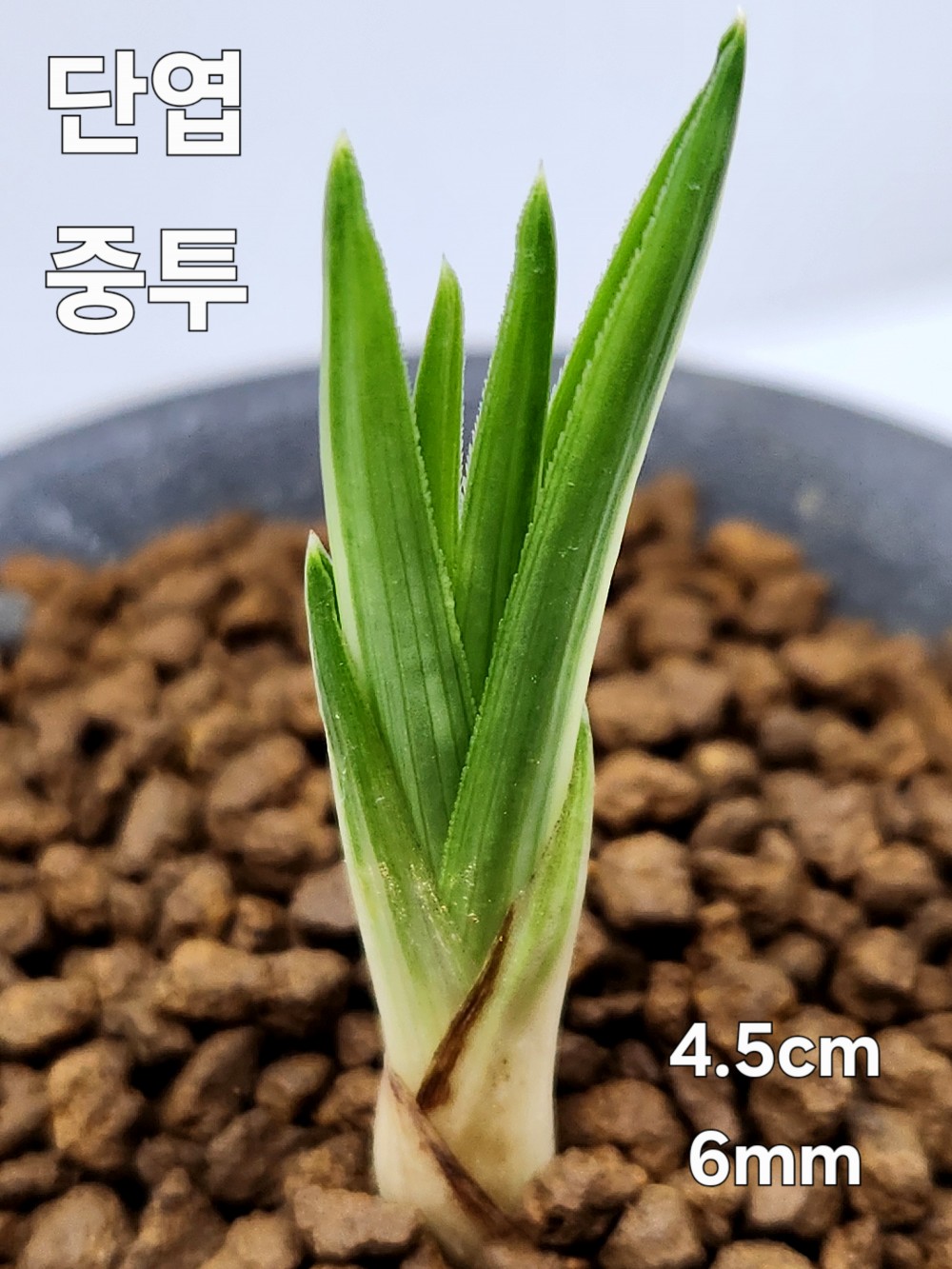 ☆ 단엽중투 ☆
