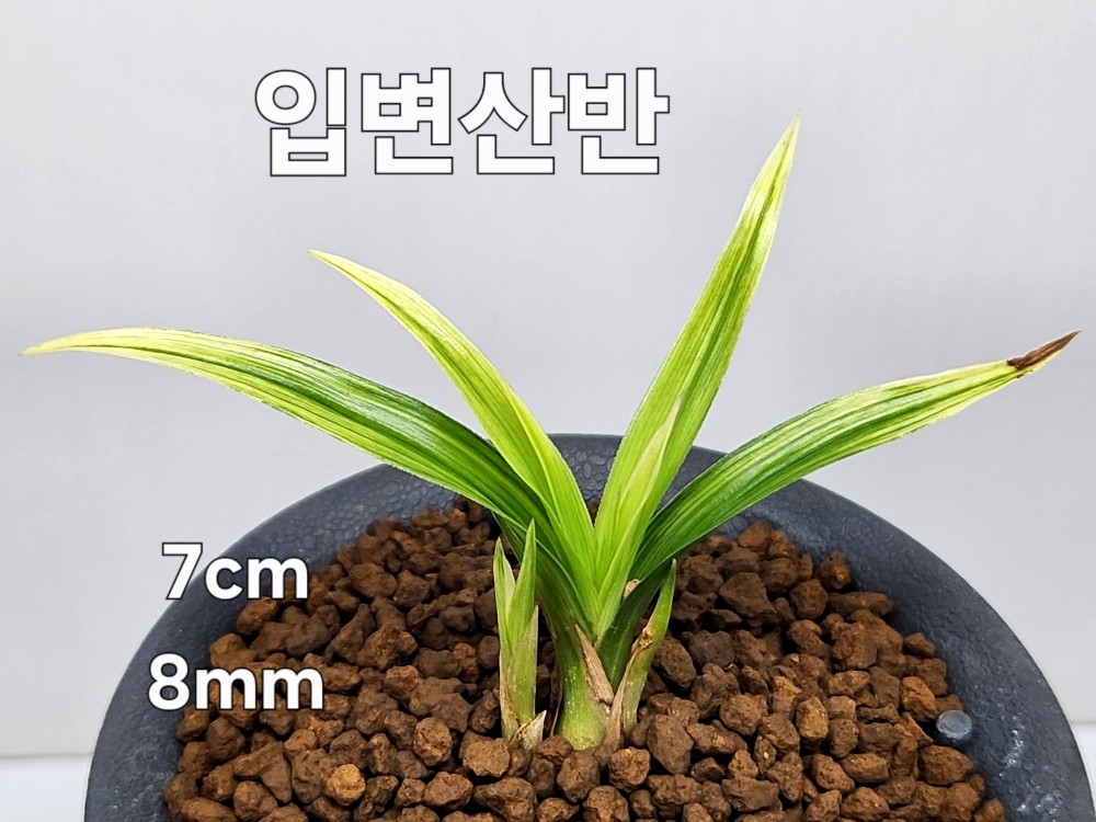 ☆ 입변산반 ☆