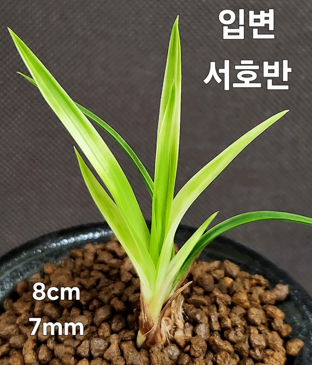 ☆ 입변서호반 ☆