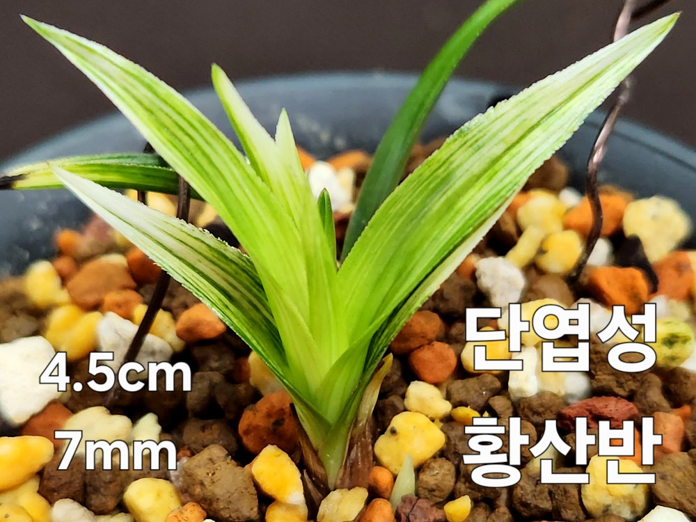 ☆ 단엽성황산반 ☆