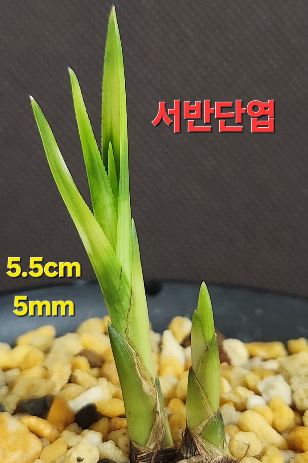 ♧ 서반단엽 ♧
