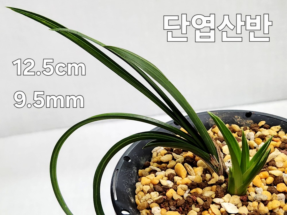 ☆ 단엽산반 ☆