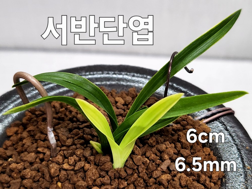 ☆ 서반단엽 ☆
