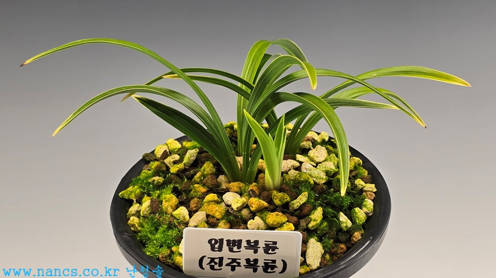 진주복륜