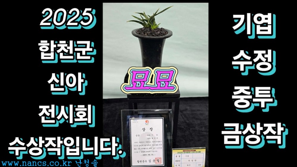 묘묘