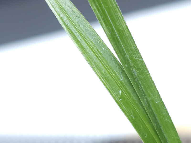 1751091632_685f89b099fea.jpg