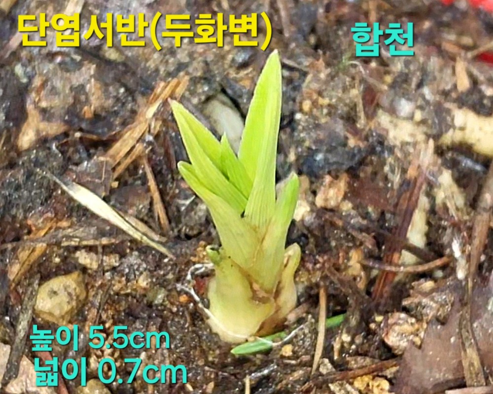 홍두화기대주☆☆☆☆?