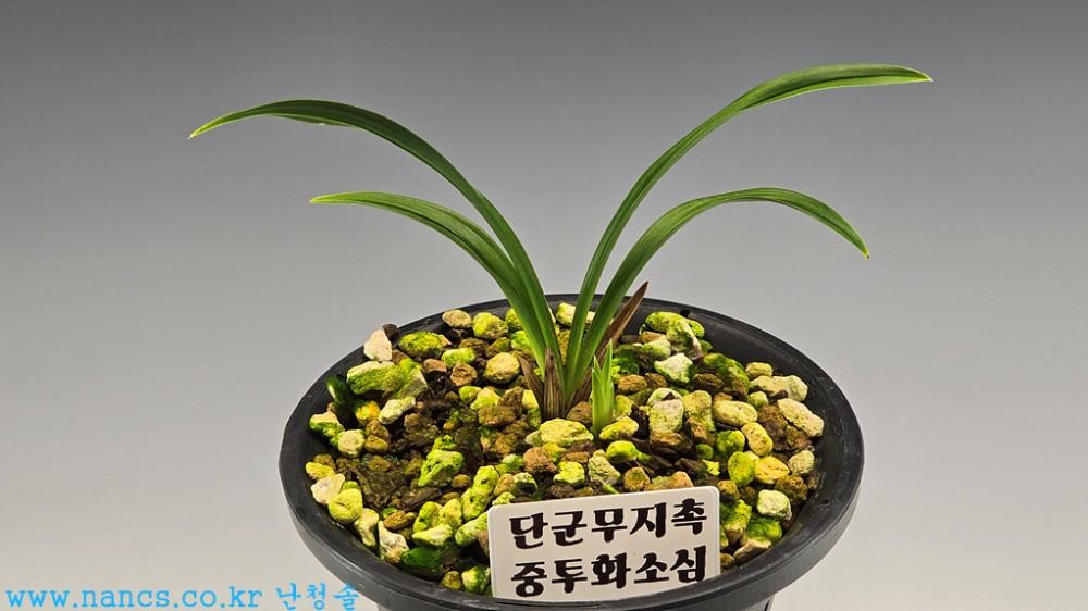 단군무지촉