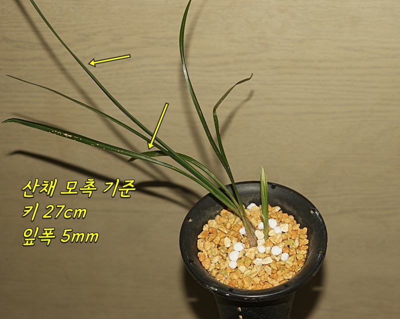 1752493135_6874ec4fc7276.jpg