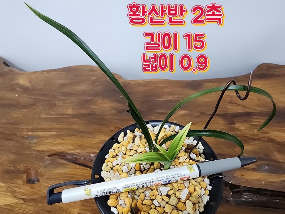 @@@ 단엽변 황산반 @@@