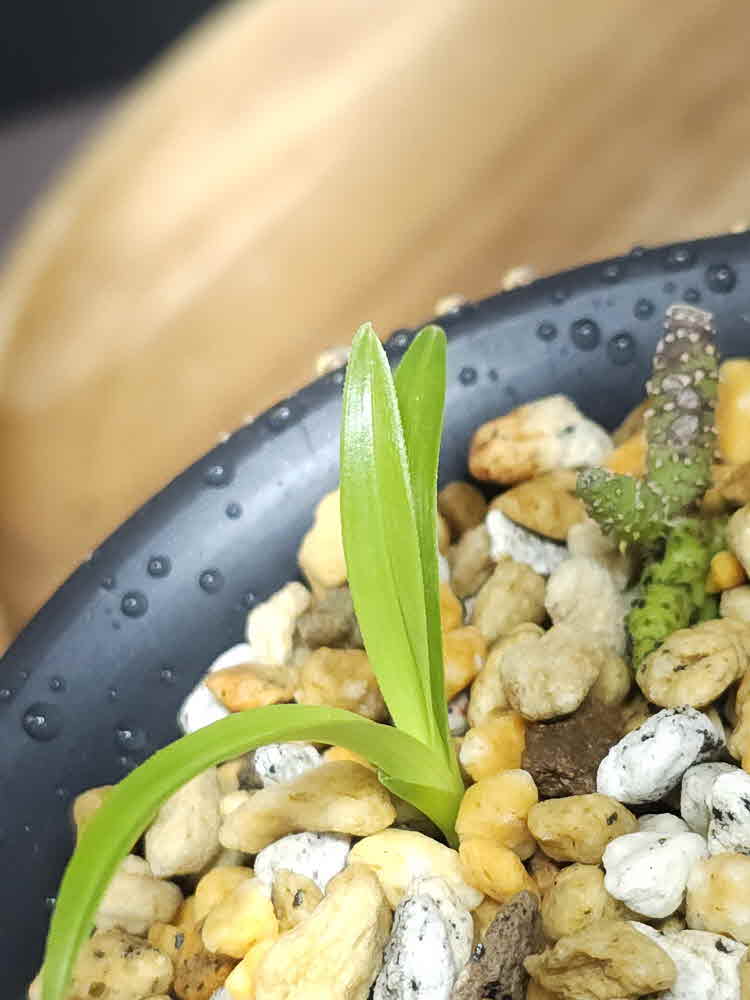삼가 아초산 유묘