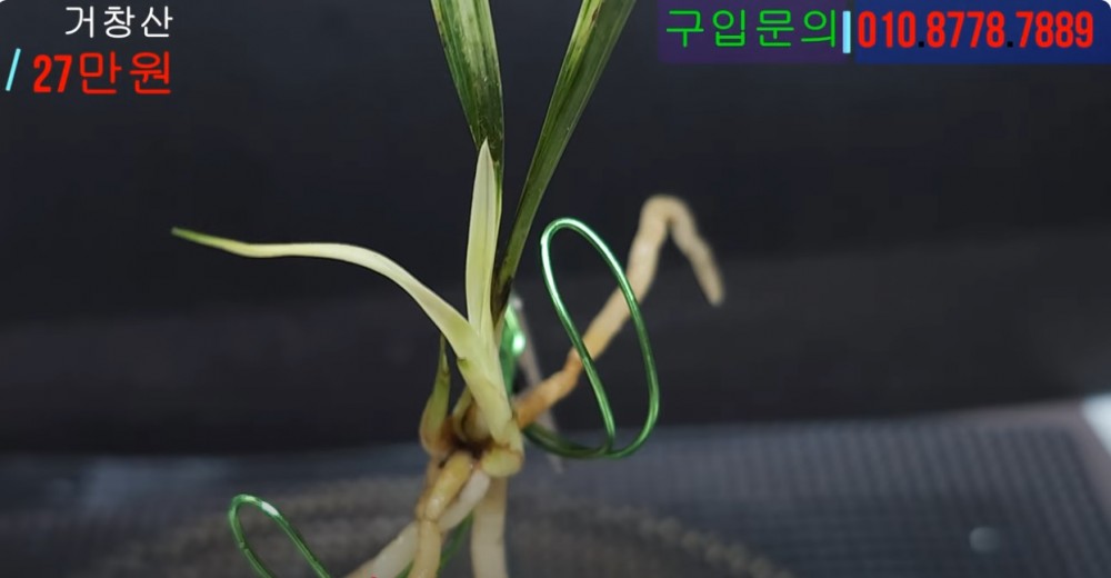 거창산 산채서반