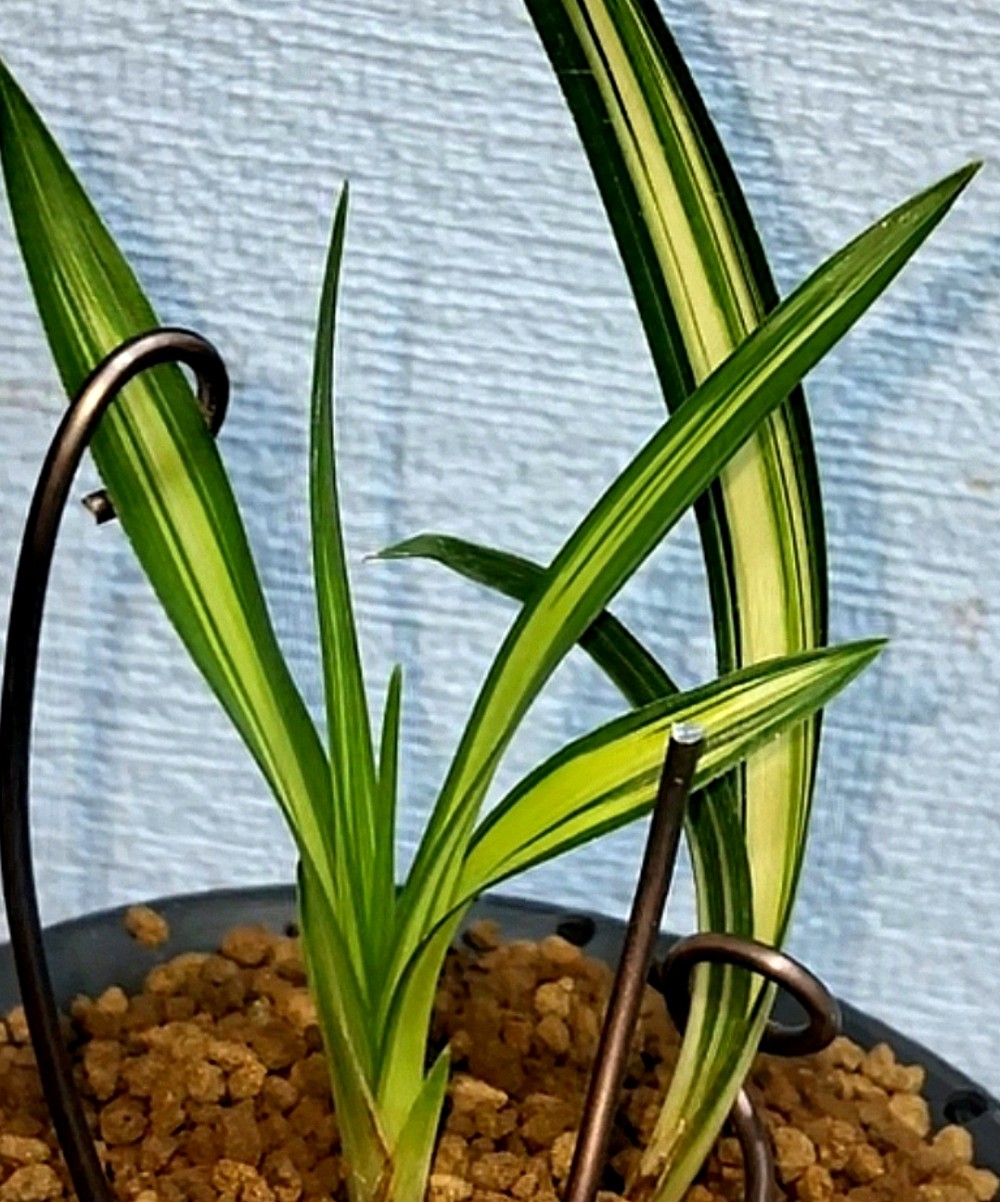 1754313676_6890b3ccf2d88.jpg