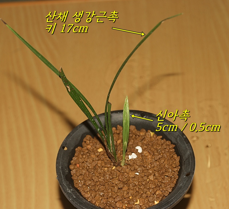 신아 예쁜 하동 산채 ?