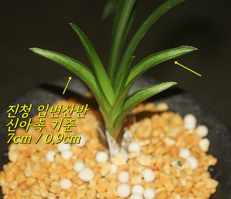 남해 특 입변산반