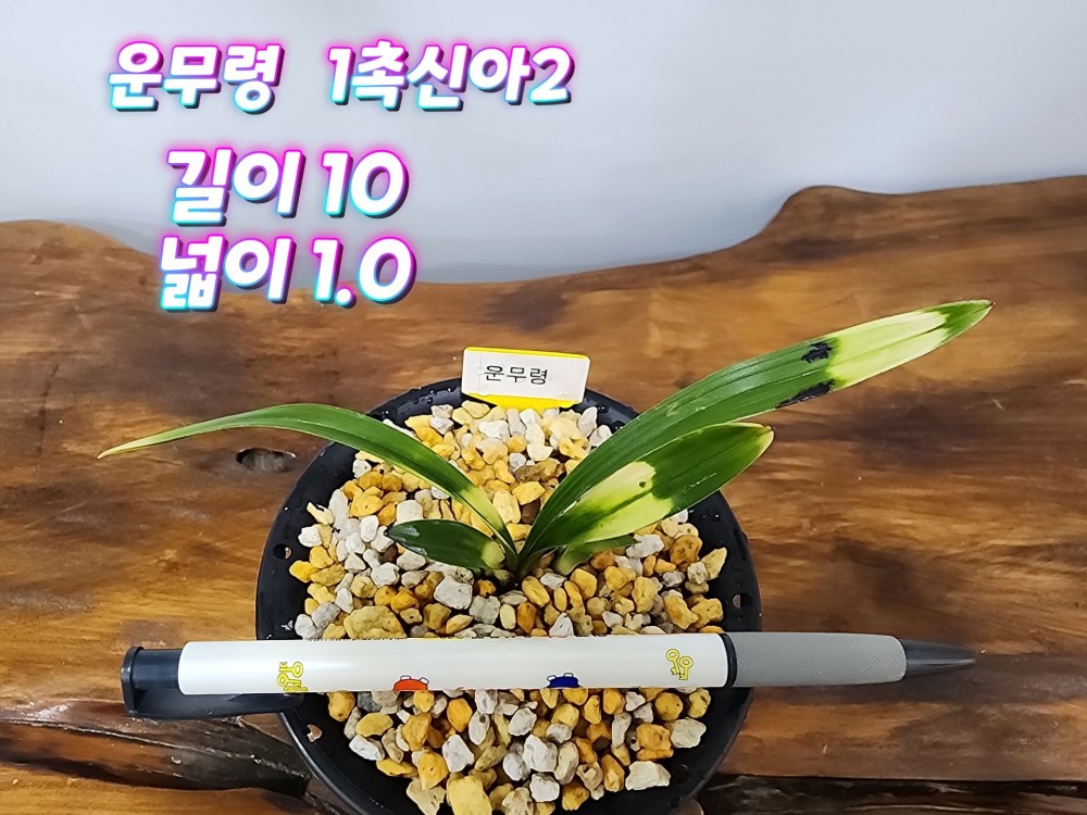 @@@ 종자목 하세요  @@@