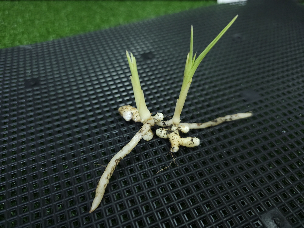 대목산 산반유묘2개