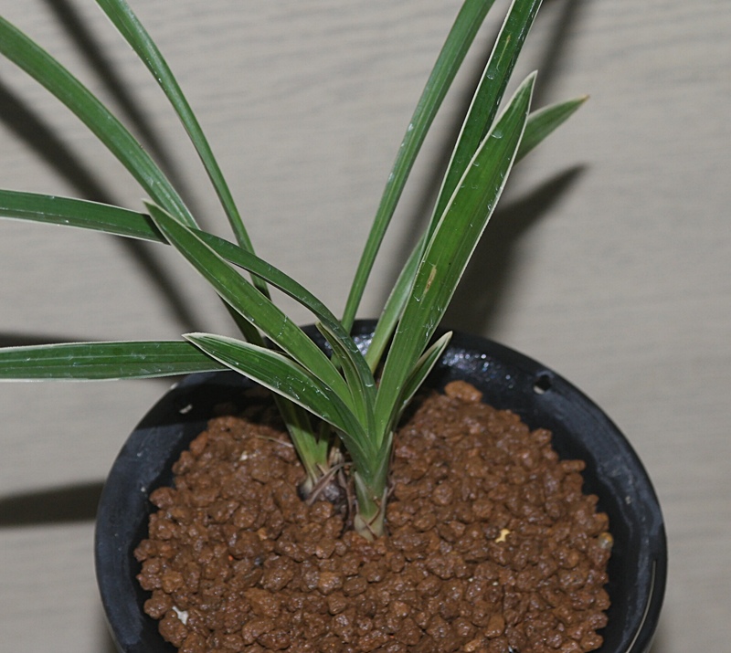 1756036125_68aafc1df2cc1.jpg