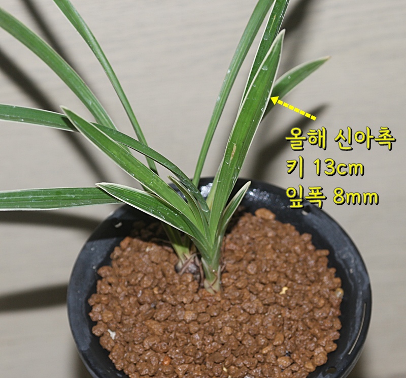1756036126_68aafc1e18249.jpg