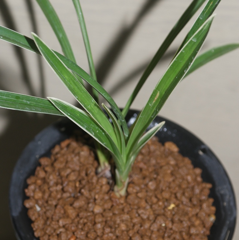 1756036126_68aafc1e24bd7.jpg