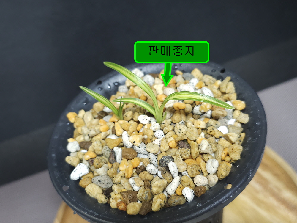 사천산 벌브틔우기 종?