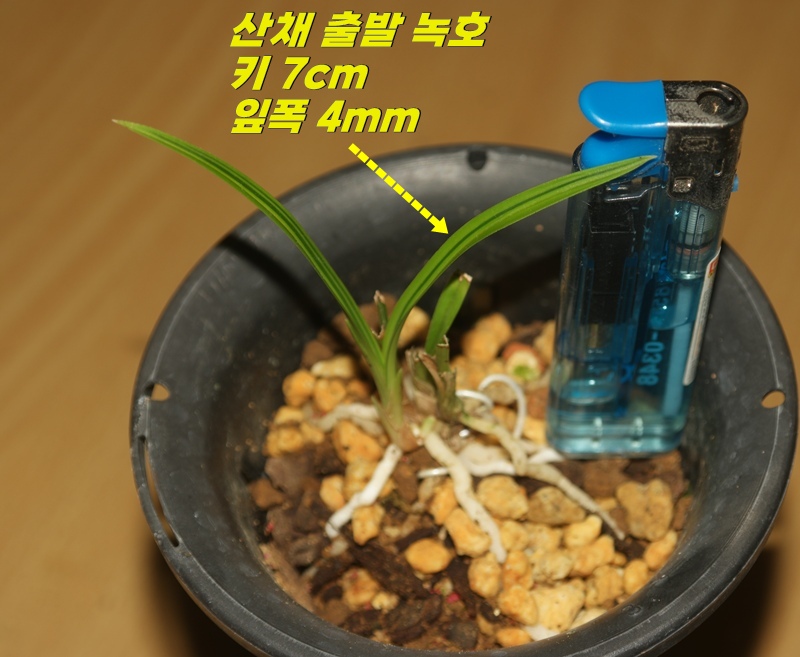 특이한 산채출발 녹호
