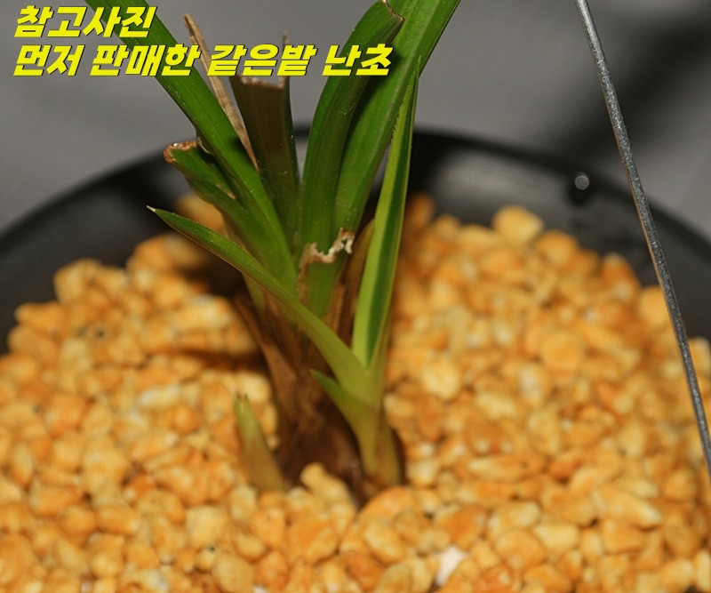 특이한 산채 출발 녹호?