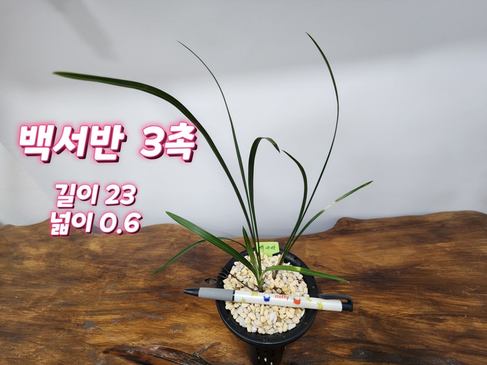 @@@ 종자목 하세요  @@@