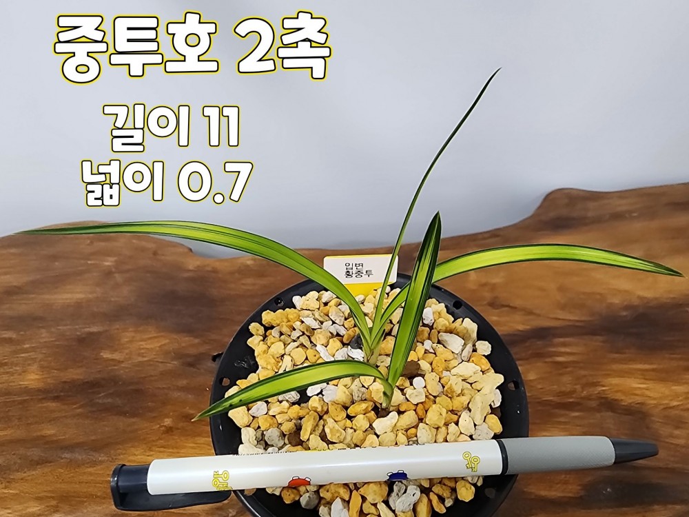 @@@ 종자목 하세요  @@@