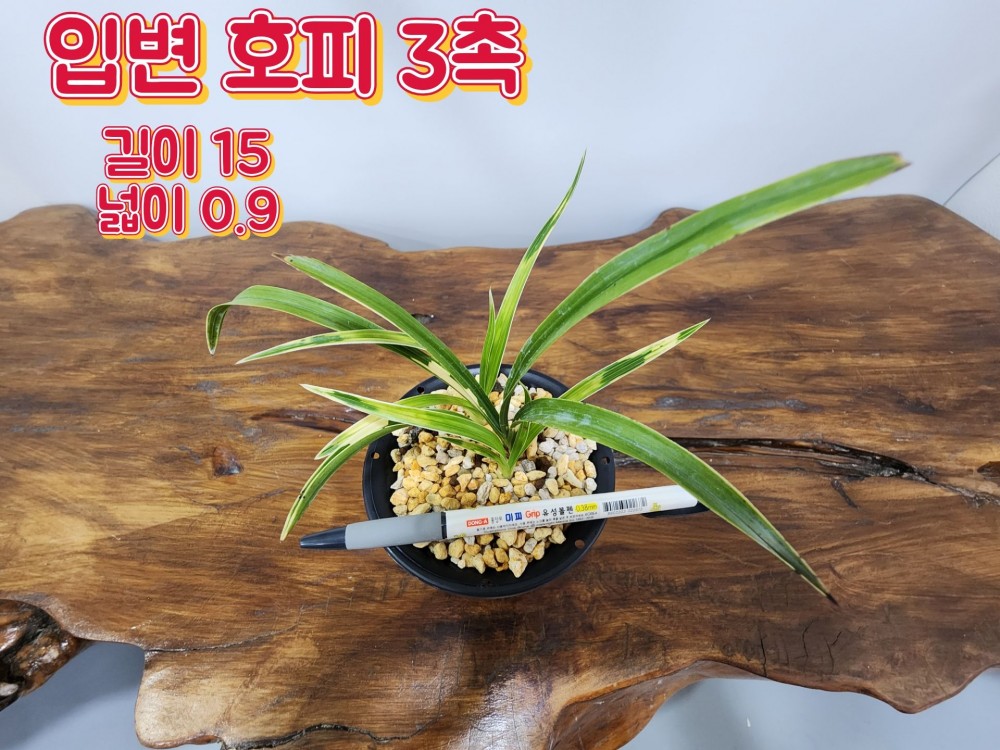 @@@ 종자목 하세요  @@@