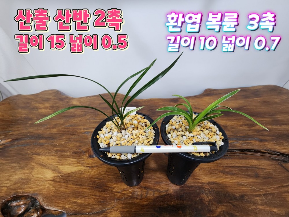@@@ 종자목 하세요  @@@