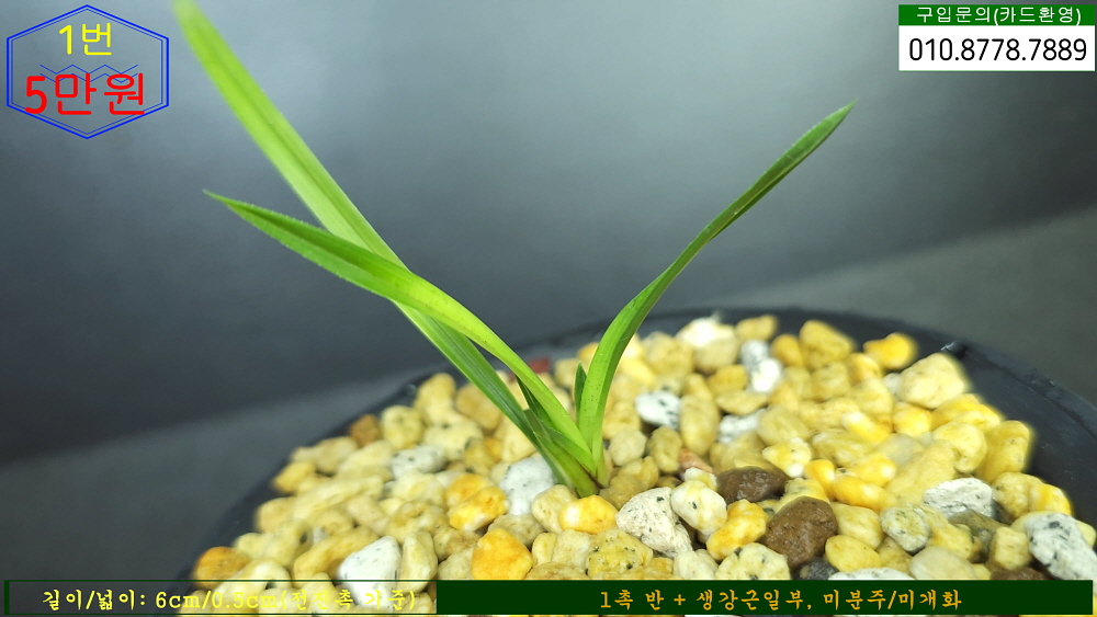 지동산 서반종자