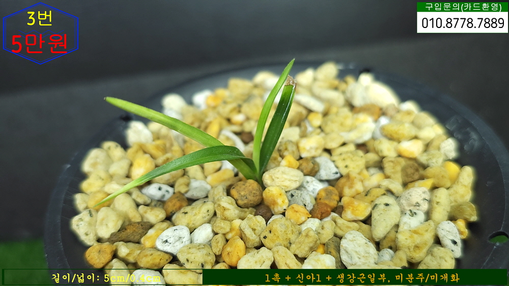 쌍백산 입변서반종자