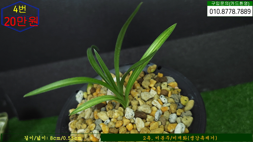 합천산 변신종자