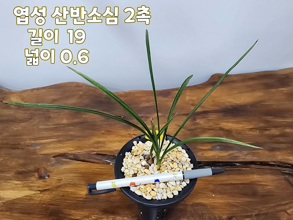 @@@ 종자목 하세요  @@@