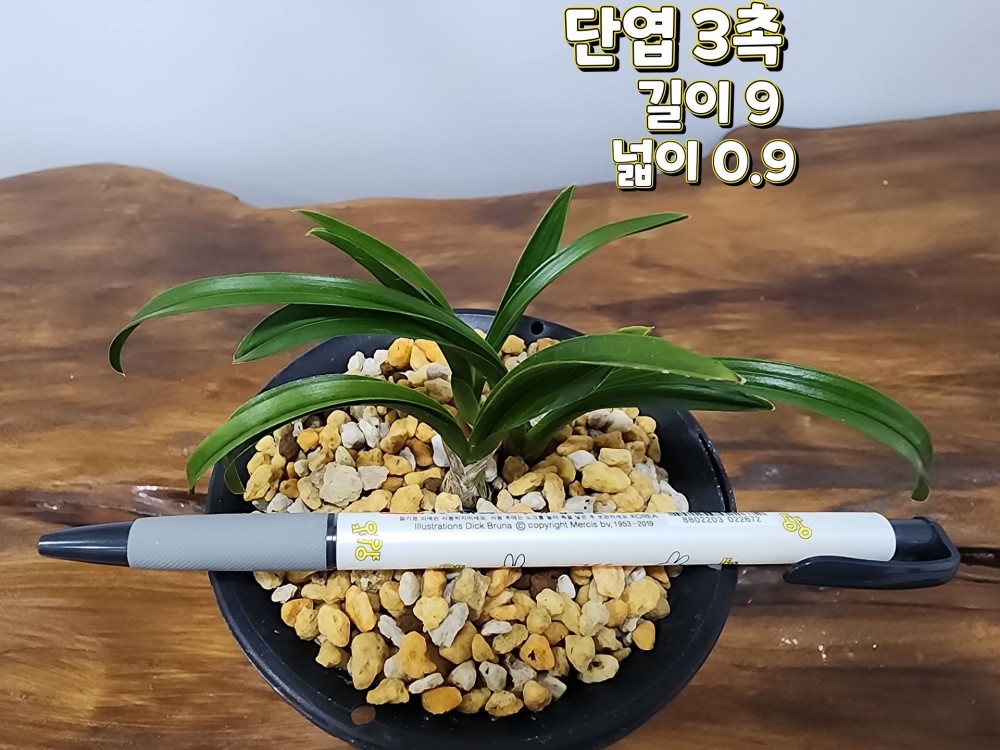 @@@ 종자목 하세요  @@@