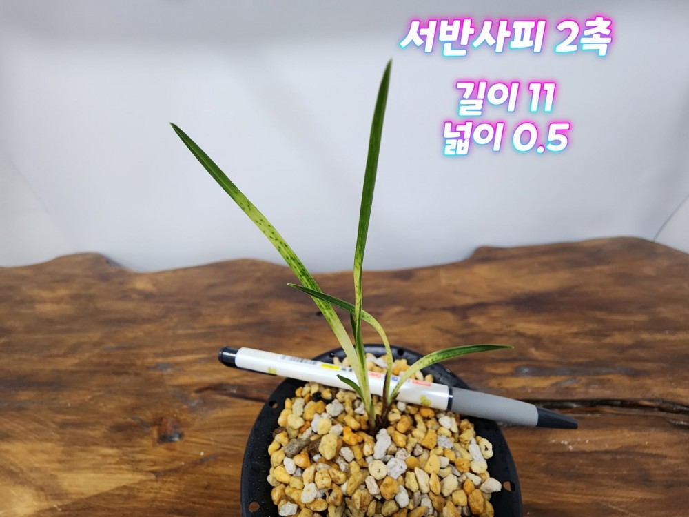 @@@ 종자목 하세요  @@@