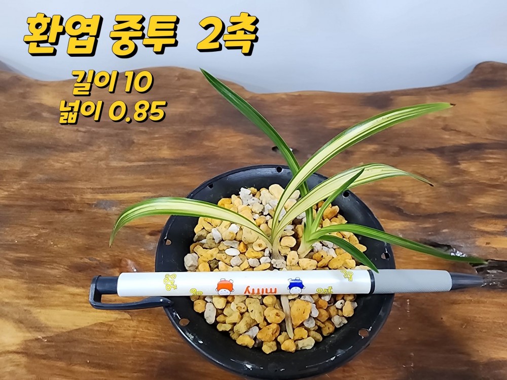 @@@ 종자목 하세요  @@@
